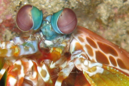 Mantis Shrimp eyes Mantis Shrimp originally uploaded at www.flickr.com/photos37707866 by @N00_eyes.jpg